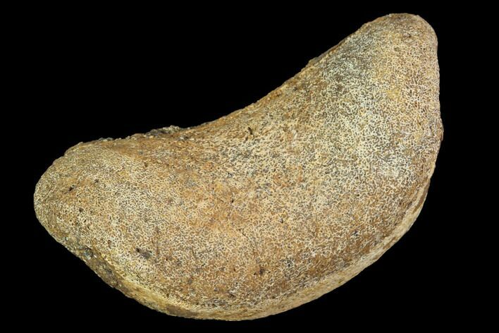 Hadrosaur Foot Bone - Alberta (Disposition #-) #100502